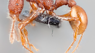 Terrifying Looking <i>T.Rex </i>Ants Actually Total Wimps
